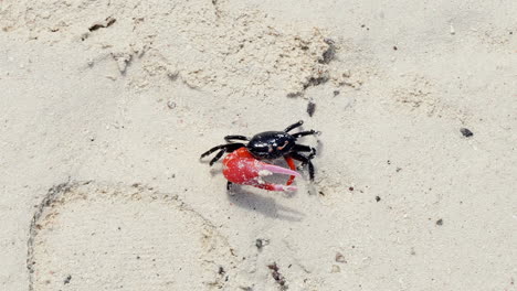 male fiddler crab on beach, crab with larger red major claw, closeup