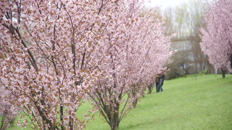 long sakura trees waving in wind with people in blurred background taking photos