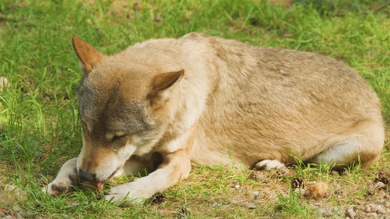 A Eurasian wolf lies on sunlit grass, intently eating prey. The camera remains steady, capturing natural behavior in a bright outdoor setting