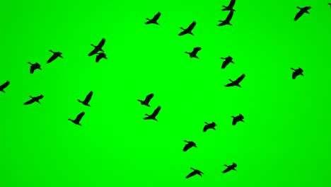 birds flock flying on green screen background, wild birds on high view show freedom of life