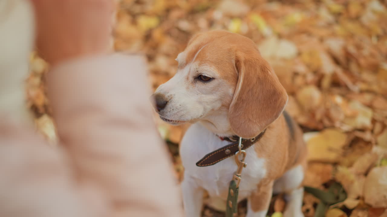 beagle perched on carpet of golden leaves, looking up at owner, wide eyes, barking excitedly and licking its lips, collar and leash shown, soft autumn light filtering through trees