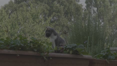 a cat sits in a vase with strawberries