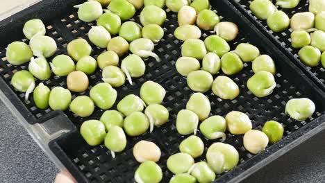 Microgreens-pea-seeds-3-day-old,-sprayed-twice-a-day-with-clean-water-showing-roots