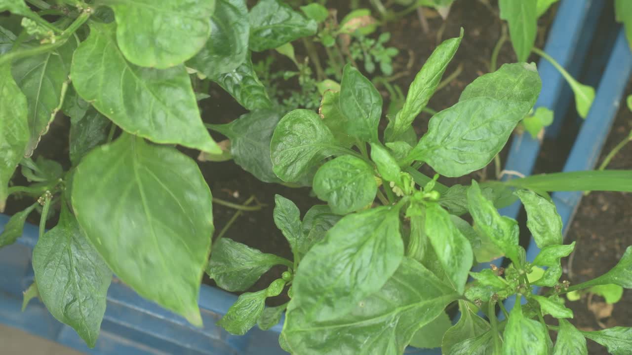 La mano de una persona inspecciona suavemente las vibrantes hojas de una planta, asegurando su salud y crecimiento