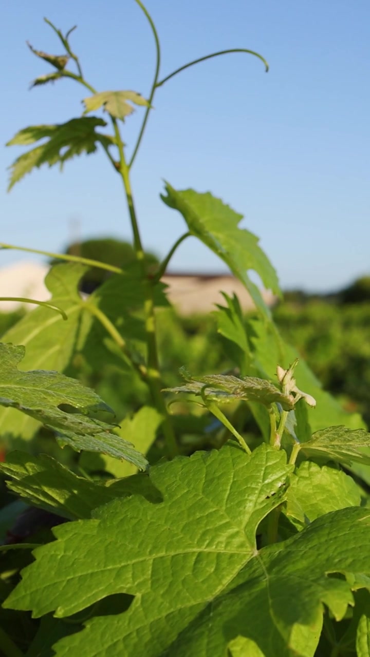 Un primo piano verticale di foglie di vite di un verde vibrante e viticci sotto la luce intensa del sole
