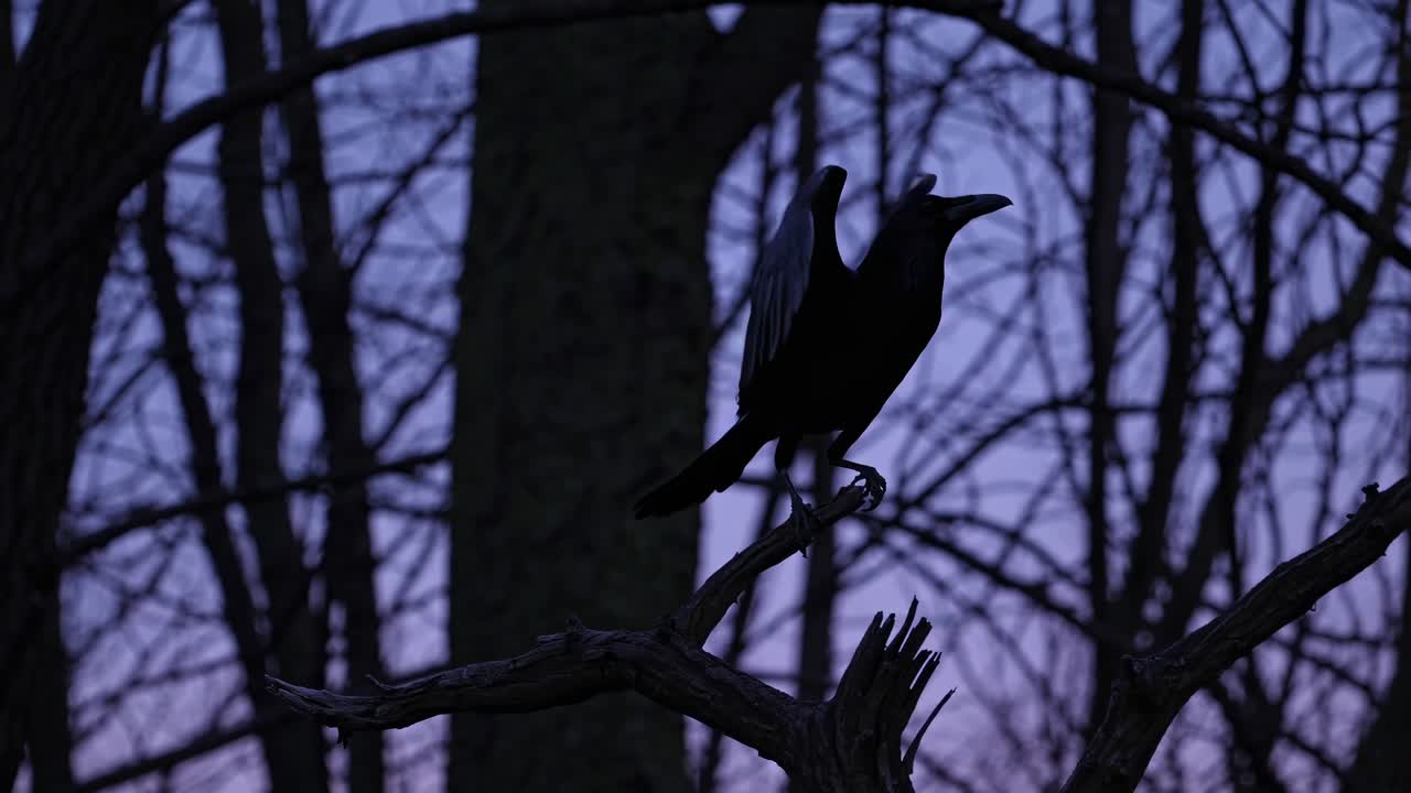 Silhouette di un corvo appollaiato su un ramo al crepuscolo, ripreso da un'angolazione bassa