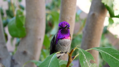 un colorido colibrí annas rosa con plumas iridiscentes descansando sobre una hoja verde después de alimentarse de néctar y luego volar súper rápido para evitar el peligro