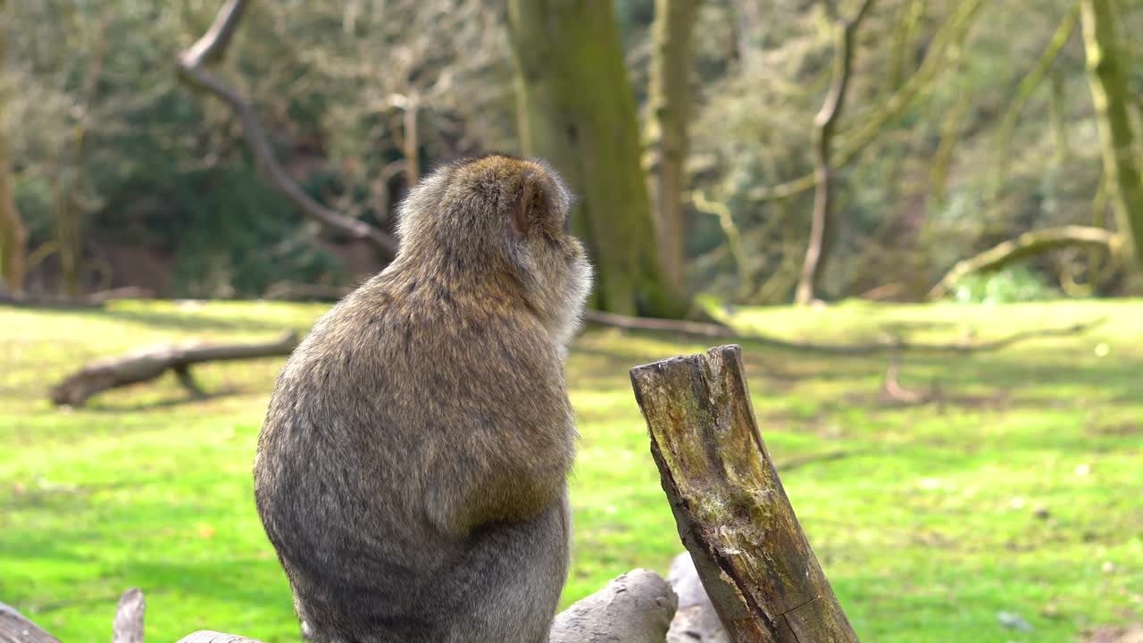 un mono macaco en un bosque verde
