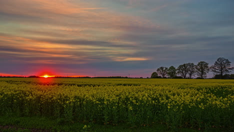 Zeitrafferaufnahme-Eines-Rapsblumenfeldes-Am-Abend