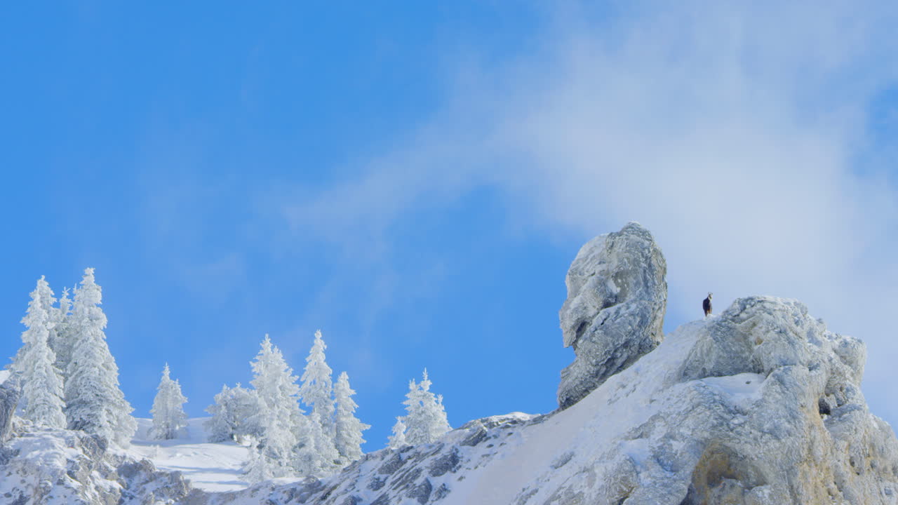 una gamuza está parada en la cima de una montaña congelada con nubes que pasan detrás de él