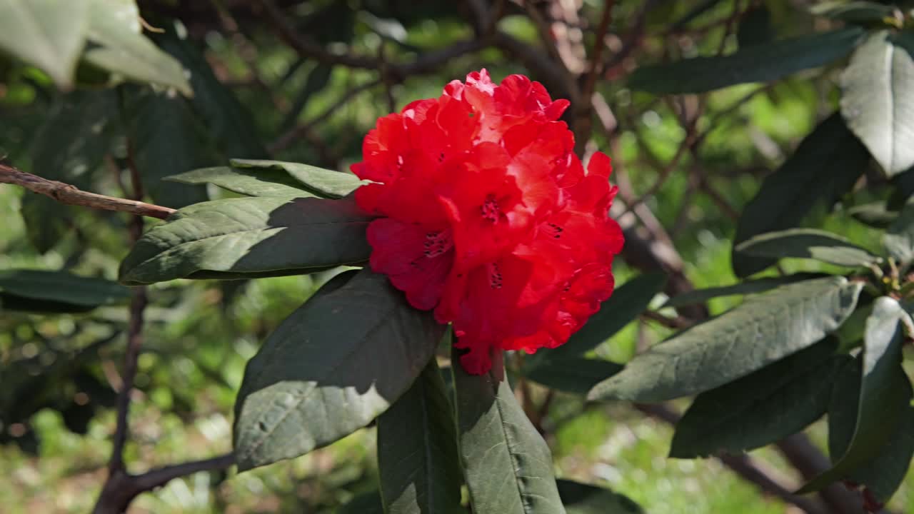 Vibrant red rhododendron flower swaying gently in sunlit garden