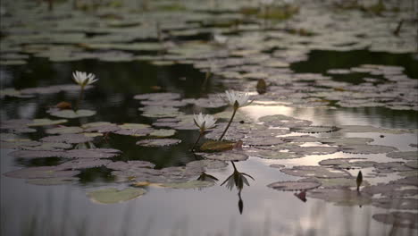 Cámara-Lenta-De-Una-Abeja-Aterrizando-En-Una-Flor-De-Lirio-Blanco-En-Un-Estanque-En-Una-Mañana-Tranquila-Y-Serena