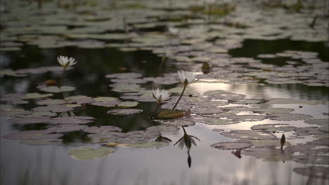 movimiento lento de una abeja aterrizando en una flor de lirio blanco en un estanque en una mañana tranquila y serena