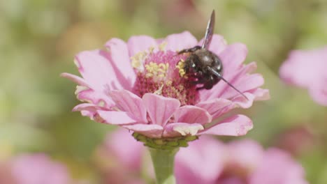 abeja carpintera violeta en busca de néctar