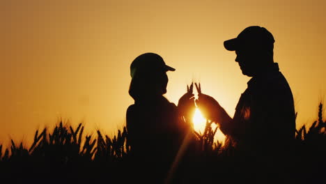 Silhouettes-Of-Two-Farmers-In-A-Wheat-Field-Looking-At-Ears-Of-Corn