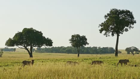 slow motion shot of group of lions walking over the maasai mara together, working together, moving location, african wildlife in kenya, africa safari animals in masai mara north conservancy