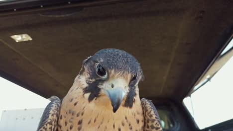 Close-up-tilt-up-shot-of-a-falcon-in-the-back-of-a-covered-pickup-truck-bed-being-fed-pieces-of-meat-by-hand-and-it-looks-down-into-the-camera-and-then-gets-distracted