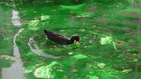 close up shot of dusky moorhen, gallinula tenebrosa finding and feeding food on grass near lake