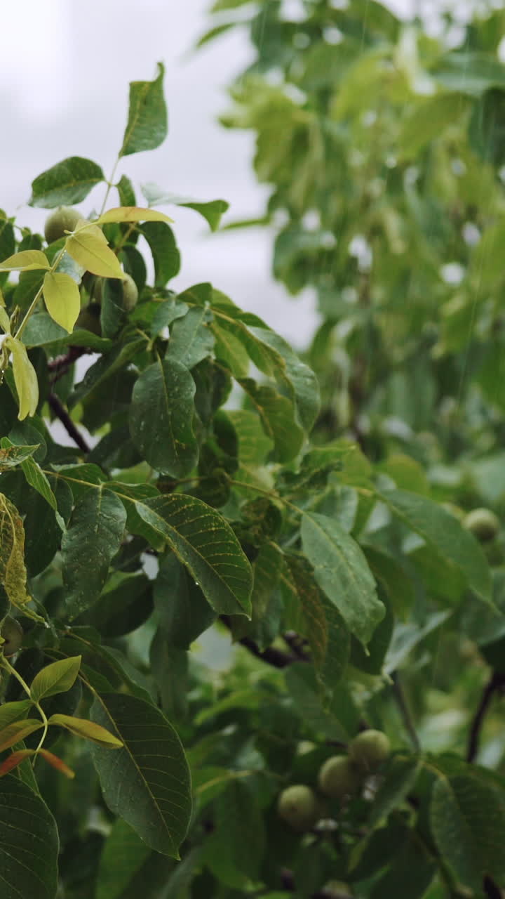 Branches of a green walnut under a falling pouring rain. Vertical video