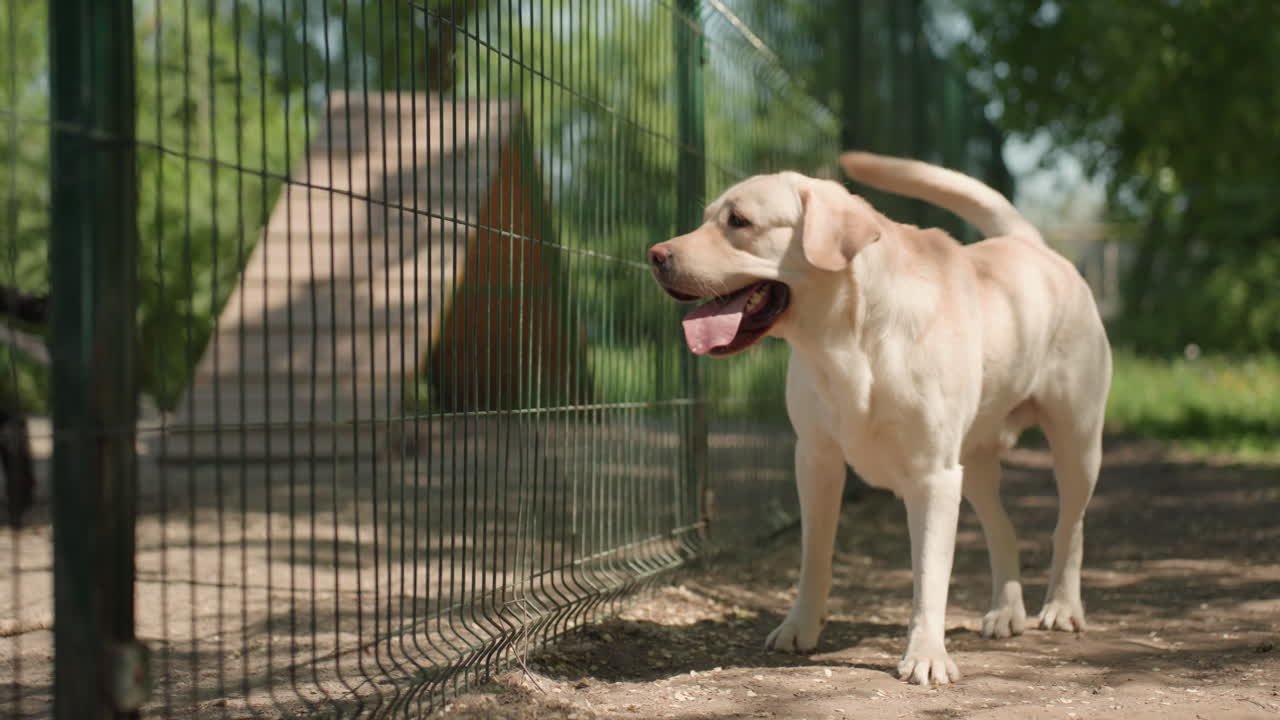래브라도 강아지가 따뜻한 햇볕 아래에서 헐떡이며 켄넬 밖 울타리 옆에 서 있어요. 꼬리를 흔들고 땅 냄새를 맡으며 문을 따라 서성거립니다. 흙길, 푸른 나무, 부드러운 보케가 있는 솔직한 보호소 풍경, 잔잔한 여름