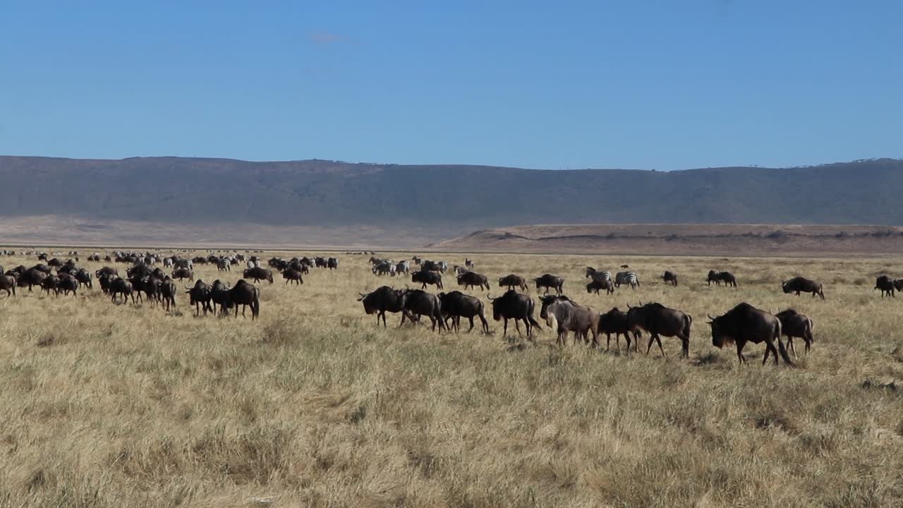 A slow motion clip of a herd wildebeest, Connochaetes taurinus or Gnu marching across a open plain during migration season in the Ngorongoro crater Tanzania
