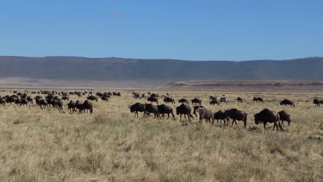 ein zeitlupenclip einer herde gnus, connochaetes taurinus oder gnus, die während der migrationszeit im ngorongoro-krater in tansania über eine offene ebene marschieren