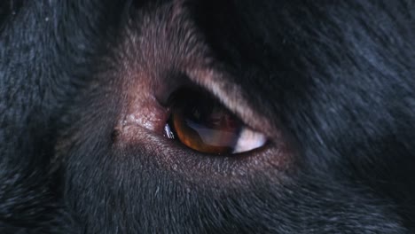 macro close-up shot of a black dog eye