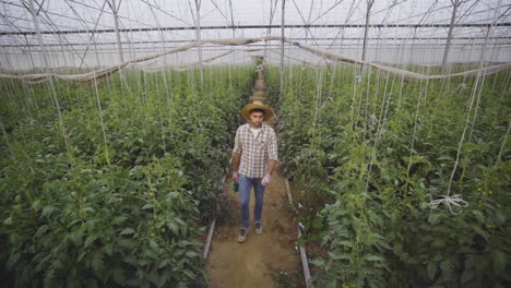 farmer spraying tomatoes in a greenhouse