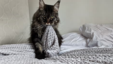 a playful maine coon cat bites and pulls on a cover, showing its curious and fun nature.