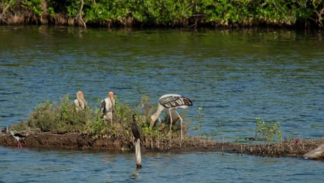 A-small-flock-seen-together-while-others-moved-to-the-left-while-the-cormorant-is-perched-in-the-front-with-a-black-winged-stilt-wades,-Painted-Stork-Mycteria-leucocephala,-Thailand