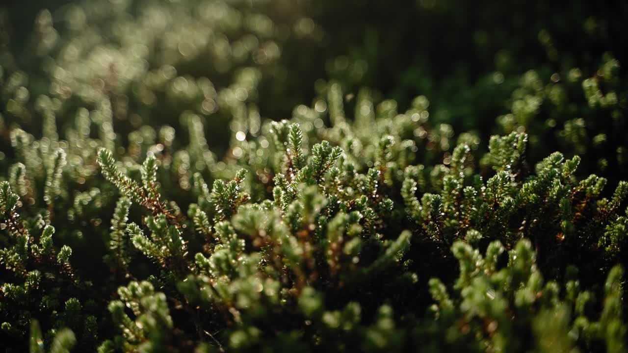 Green heather covering the forest floor lit up by the morning sun