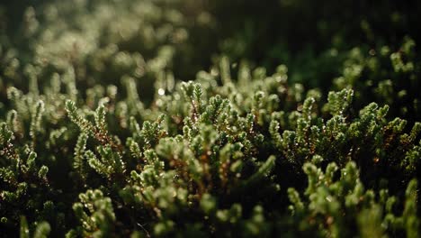 green heather covering the forest floor lit up by the morning sun