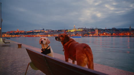 Romantic-riverside-view-after-sunset,-with-adorable-dogs-sitting-on-a-bench