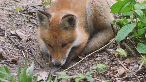 cute red fox cub stands in the grass and looks at the camera