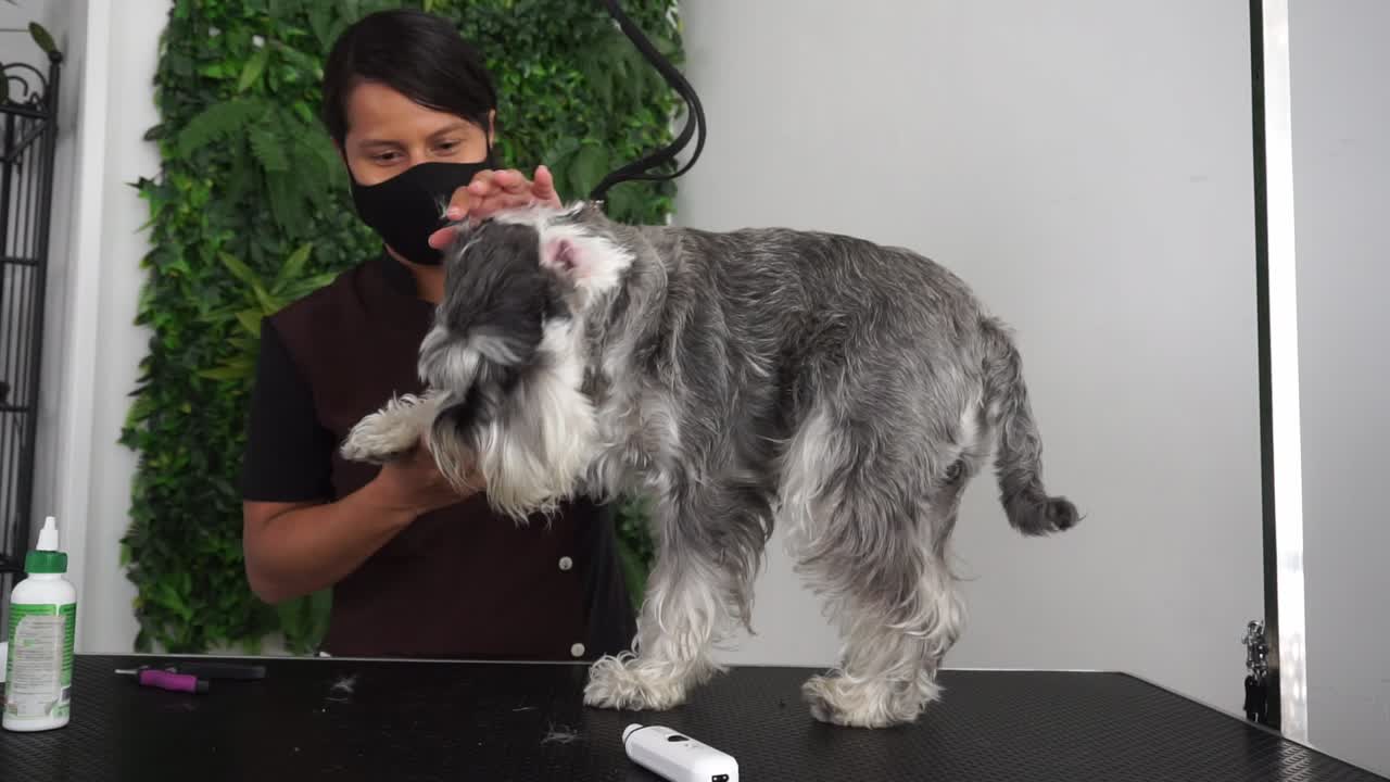 peluquero de perros hispano recoge piojos de schnauzer miniatura