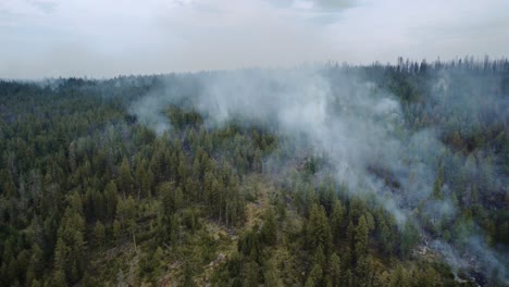humo oscuro que se levanta del fuego en el bosque de abeto