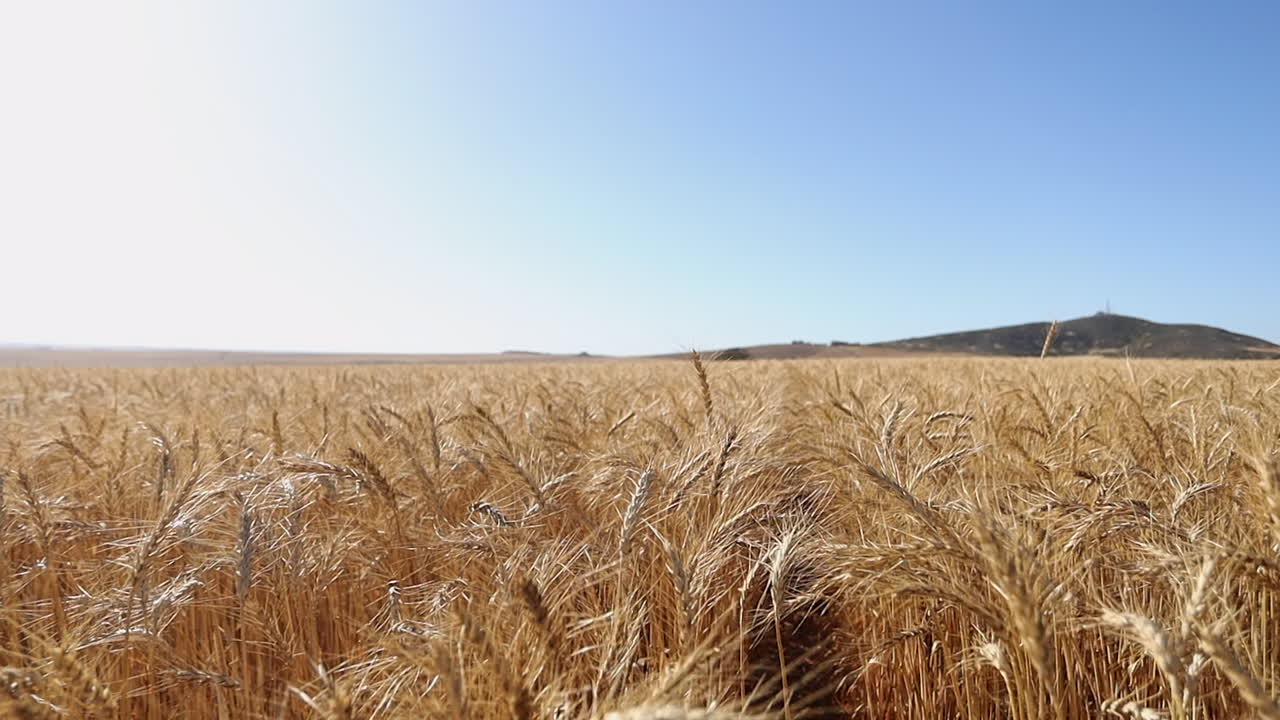 Low angle POV walking through ripe golden wheat field on blue sky day