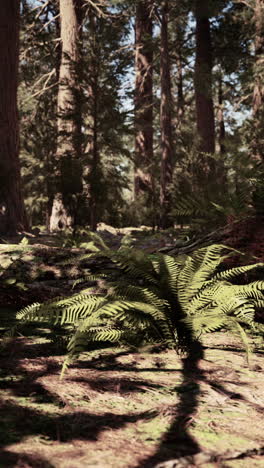 a lush green forest with tall trees and ferns