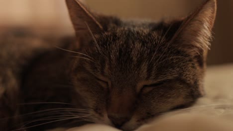 el gato marrón mira hacia adelante y cierra los ojos, con la mano cerrada