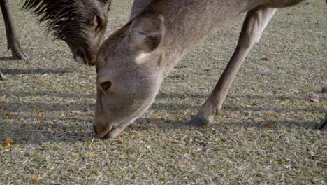 Venado-Sika-Japonés-Buck-Y-Doe-Pastando-Alimento-Para-Animales-En-El-Parque-Nara,-Plano-Medio