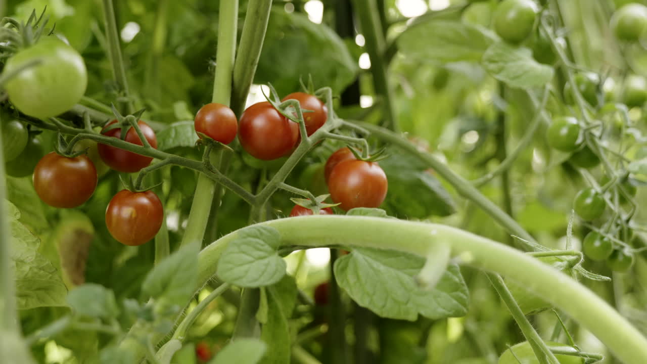 Cherry Tomatoes Growing on Vine