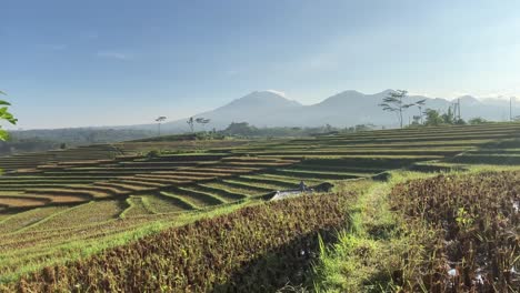 El-Mejor-Vídeo-De-La-Terraza-De-Una-Granja-De-Arroz-En-Bali.