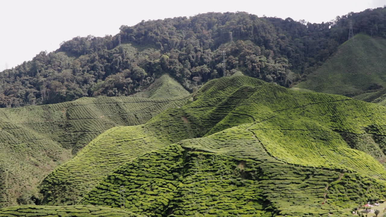 Panning scenic view over big tea plantation in Cameron Highlands