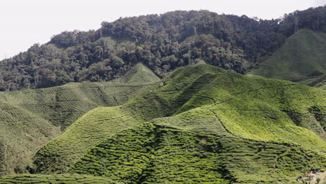 panning scenic view over big tea plantation in cameron highlands