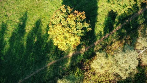 Aerial-Top-View-Over-Straight-Road-With-in-Colorful-Countryside-Autumn-Forest