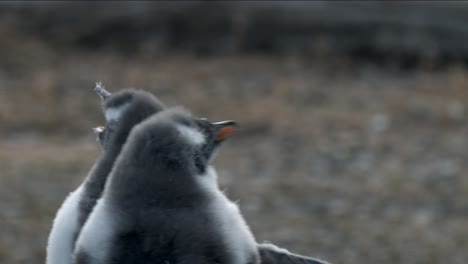 Pingüino-Papúa-Bebé-Corriendo-En-Cámara-Lenta-En-Isla-Martillo,-Ushuaia,-Argentina