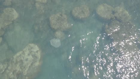 stingray nada bajo las aguas rocosas y poco profundas en thornton beach en shire of douglas, qld, australia