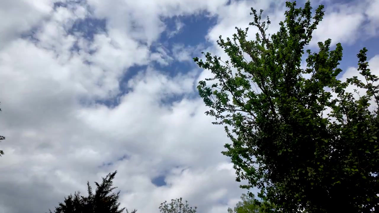A timelapse video captures the serene movement of clouds drifting across a bright blue sky, viewed from an upward perspective through the lush green canopy of trees. The panning motion emphasizes.