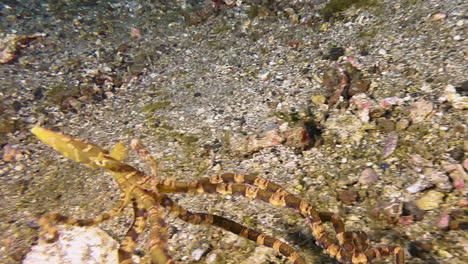 wonderpus imitating behavior and shape of blue-ringed octopus