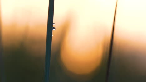 macro shot of grass blade with water droplets at sunrise, glowing in soft morning light